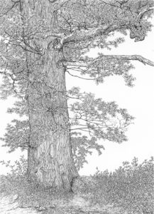 arbol para pintar